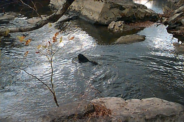 xena_swimming.jpg