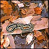 snake.jpg
