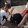 xena_dogs.jpg