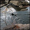 xena_swimming.jpg