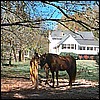 horses_spa.jpg