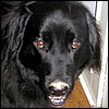 xena_muddynose.jpg