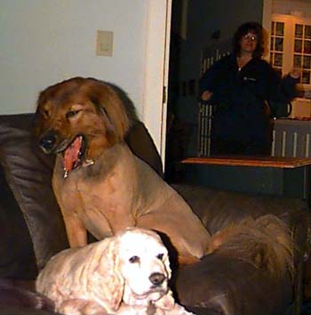 Crissy, Fluffy and Lara