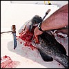 rappalla_grouper.jpg