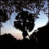palm.jpg