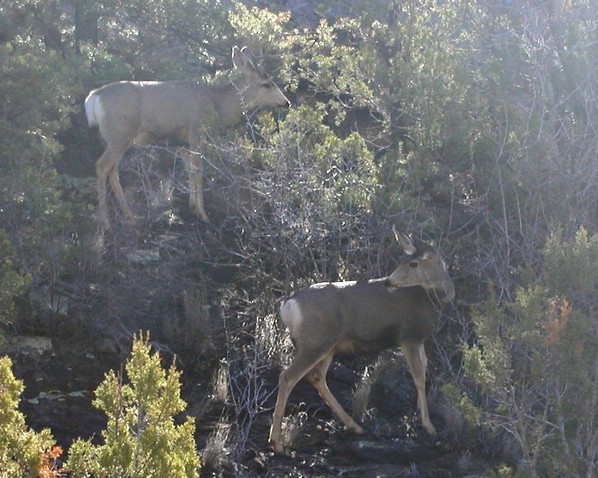 mule_deer.jpg
