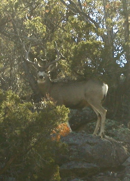 mule_deer_buck2.jpg