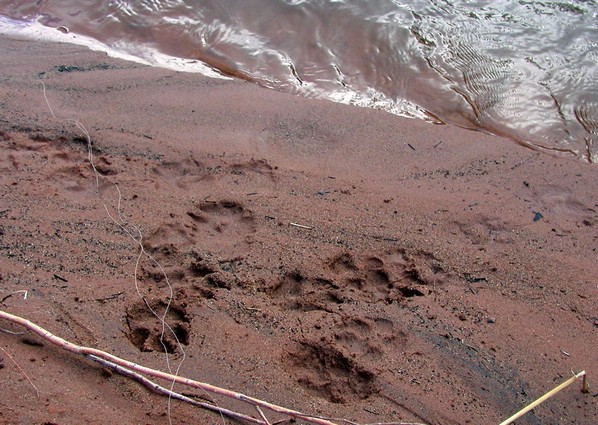 paw_prints.jpg