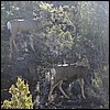 mule_deer.jpg