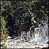 mule_deer_buck.jpg