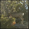 mule_deer_buck2.jpg