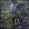 mule_deer_doe.jpg
