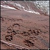 paw_prints.jpg