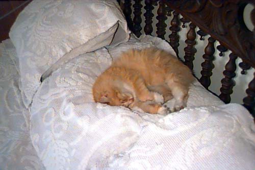 catonbed.jpg
