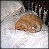 catonbed.jpg