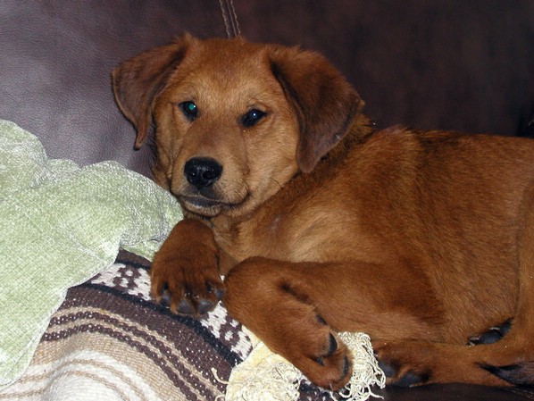 ozzy_resting2.jpg