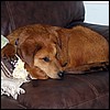 ozzy_resting.jpg