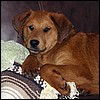 ozzy_resting2.jpg