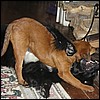 ozzy_xena1.jpg