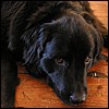 xena.jpg