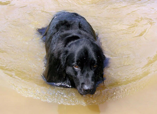 xena_swim.jpg