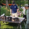 turkeys5.jpg