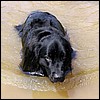 xena_swim.jpg
