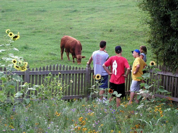 bull_benzes.jpg