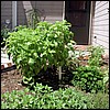 basil.jpg