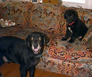 Xena and Bubba