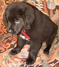 Xena